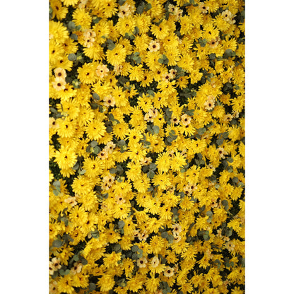 Valar fleurs retrousser tissu artificiel brûlé jaune Euryops Pectinatus fleur mur mariage toile de fond, Floral Party Decor, Photography-VF-069 de l&